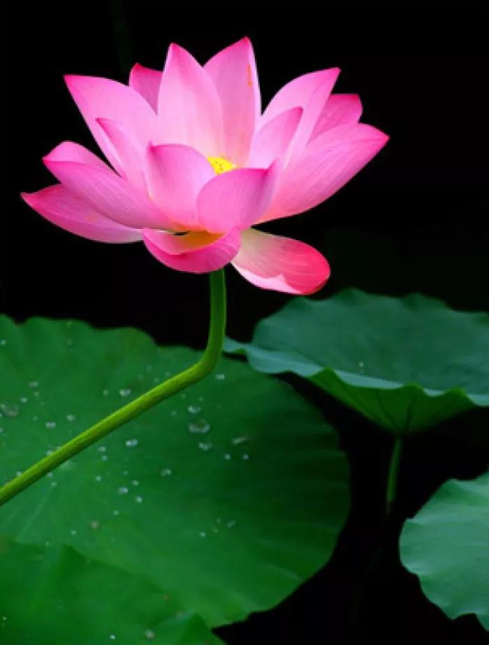 ���һ��һҹ��ͣЪ�����ԡ�������ˮ���ۣ���ӯ���ʡ�