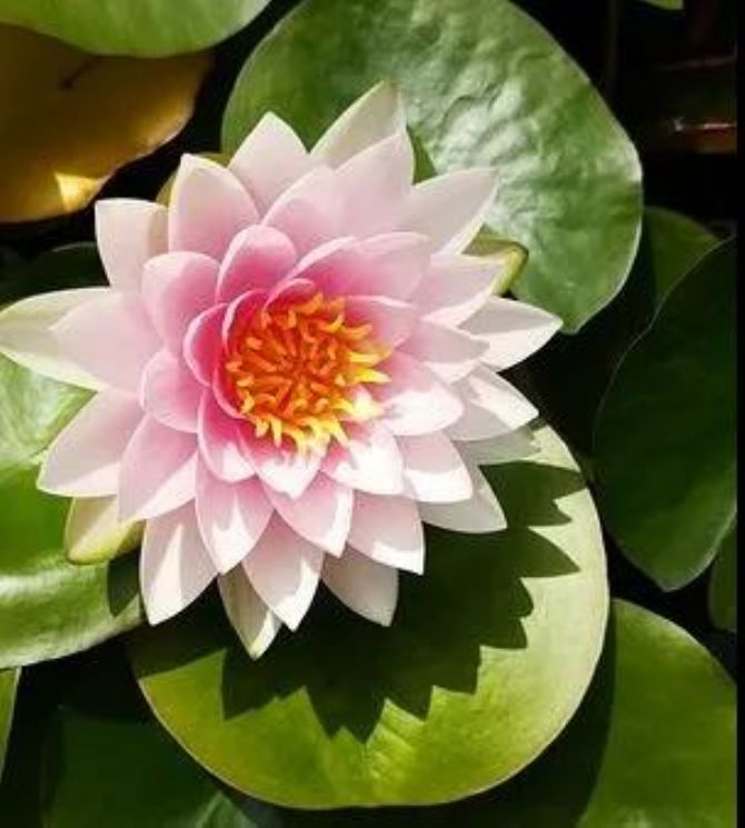 С��������ʲô����Ƚ϶Ի���