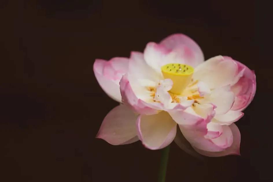 净土念佛的方法:不同人不同要求 净土念佛的方法:不同人不同要求