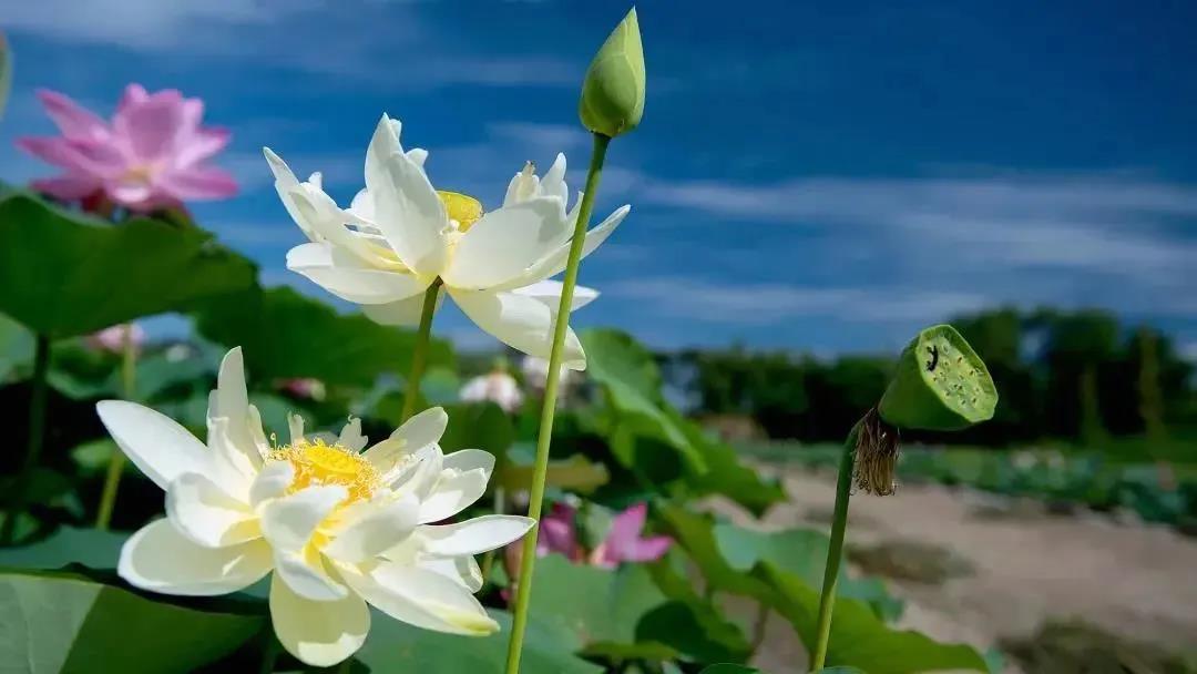 �������������Ʒ���������Ҫ�������Ʒ�