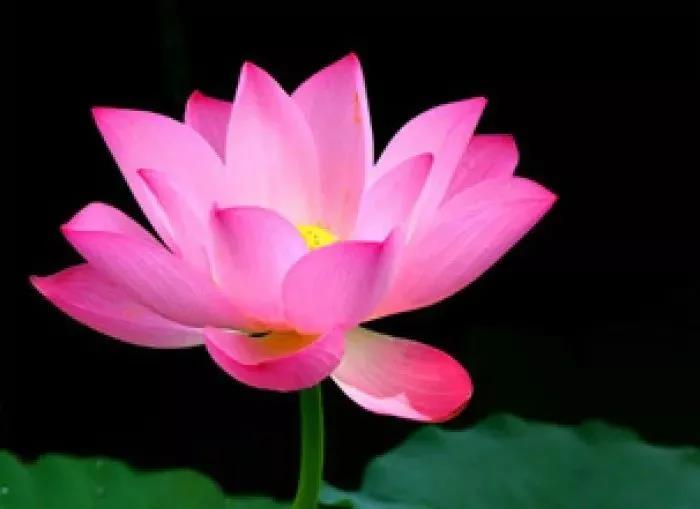 ��򯷨ʦ�ֽ����У����ոеù�����������ӭ