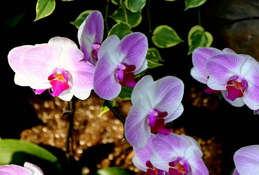 再没有比念阿弥陀佛更殊胜的了 再没有比念阿弥陀佛更殊胜的了