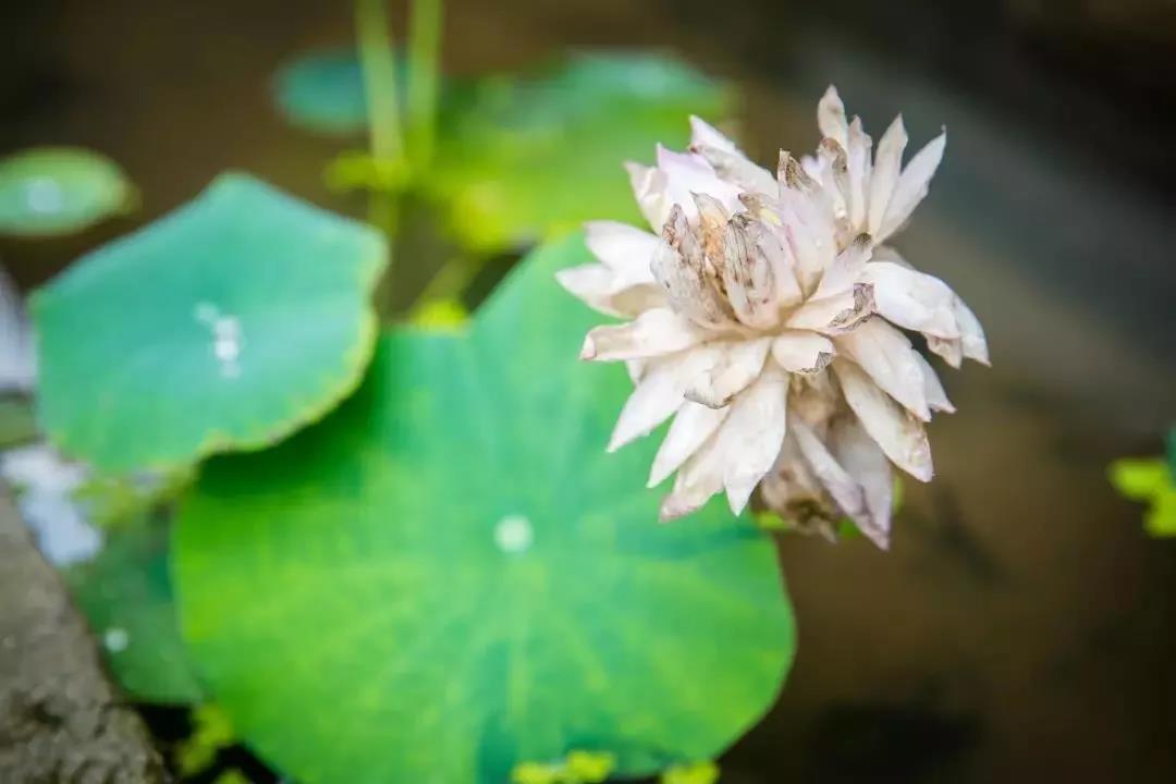 修净土法门不可走极端 修净土法门不可走极端