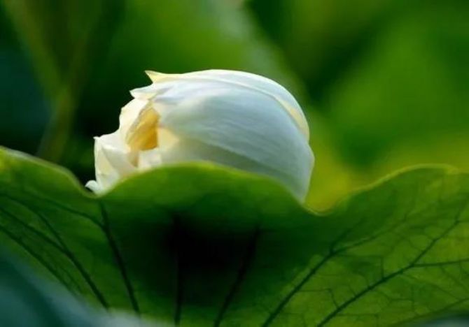 ���ķ��겻�����ֲ��������ô�죿