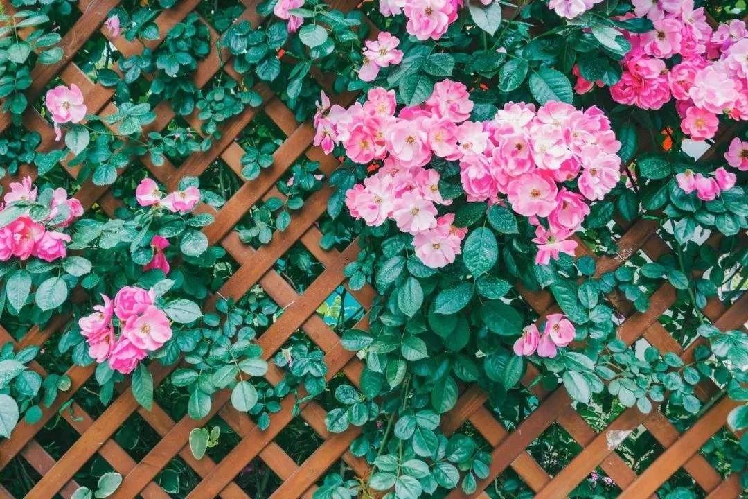 Ϊ����Щ����ò��ȴ��һ���и�����