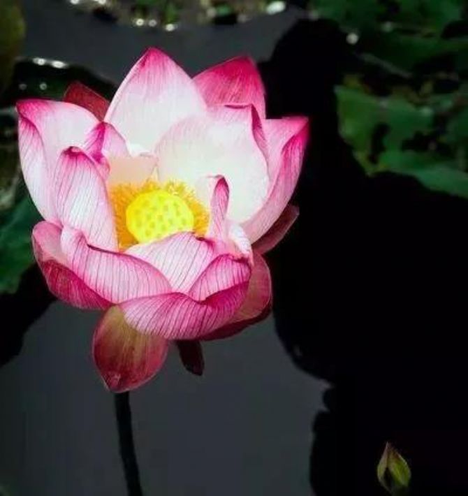 Ϊ����Щ����ò��ȴ��һ���и�����