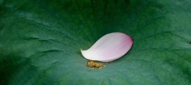 ������ҽ���Ĳ����Σ����ž���ġ���ҩ�����޲�����