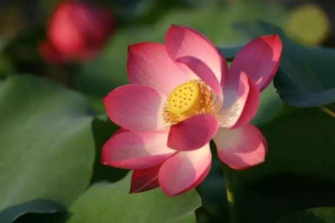 八个字可以概括念佛法门的特色:带业往生,横超三界! 八个字可以概括念佛法门的特色:带业往生,横超三界!