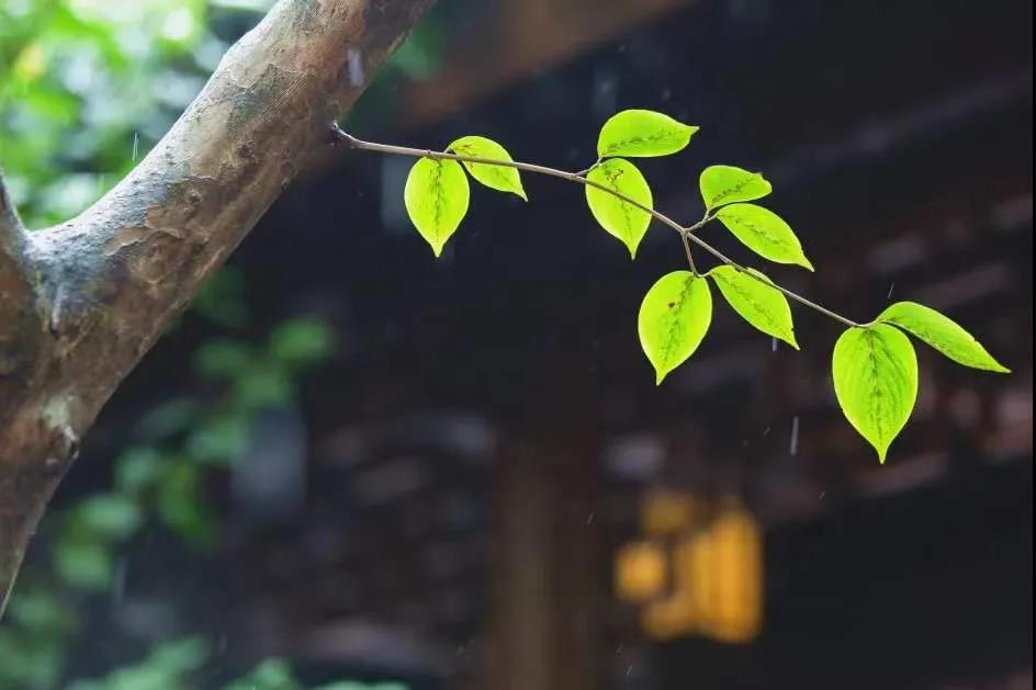 为什么今天开悟的人少,古人一碰就开悟 为什么今天开悟的人少,古人一碰就开悟