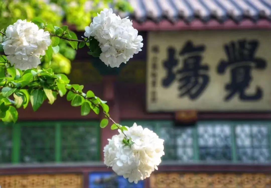 生病时念佛,会把人念走吗?有哪些禁忌?来了解一下 生病时念佛,会把人念走吗?有哪些禁忌?来了解一下