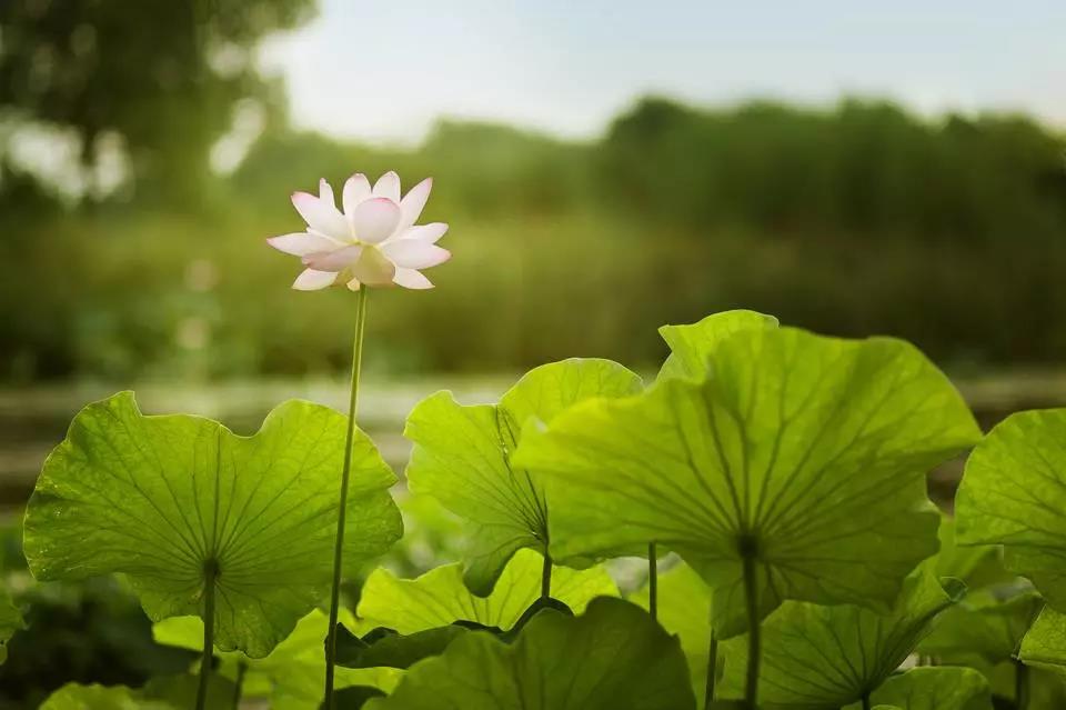 ѧ�����о���ת�������Ϊ��תʱ�����ھ����У�