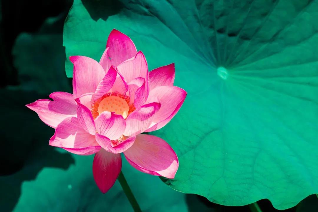 ����̫æ��ûʱ�����С��Ľ��֮����