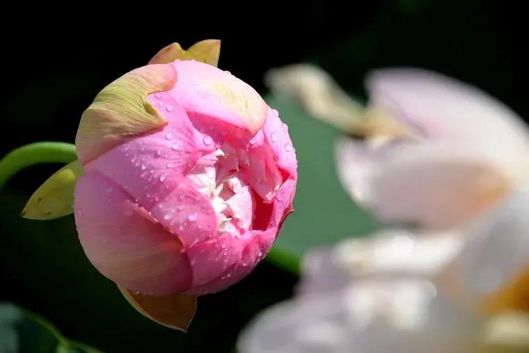 净土法门的修行方法,其实就这两句话 净土法门的修行方法,其实就这两句话