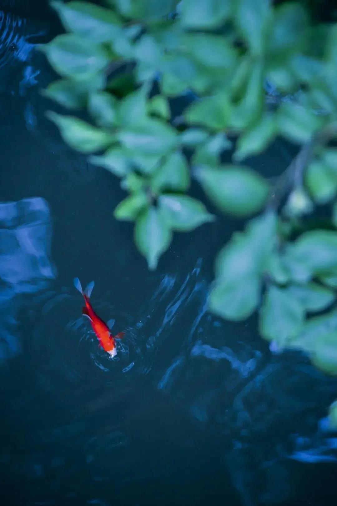 ӡ�ⷨʦ������ʮ�󹦵�