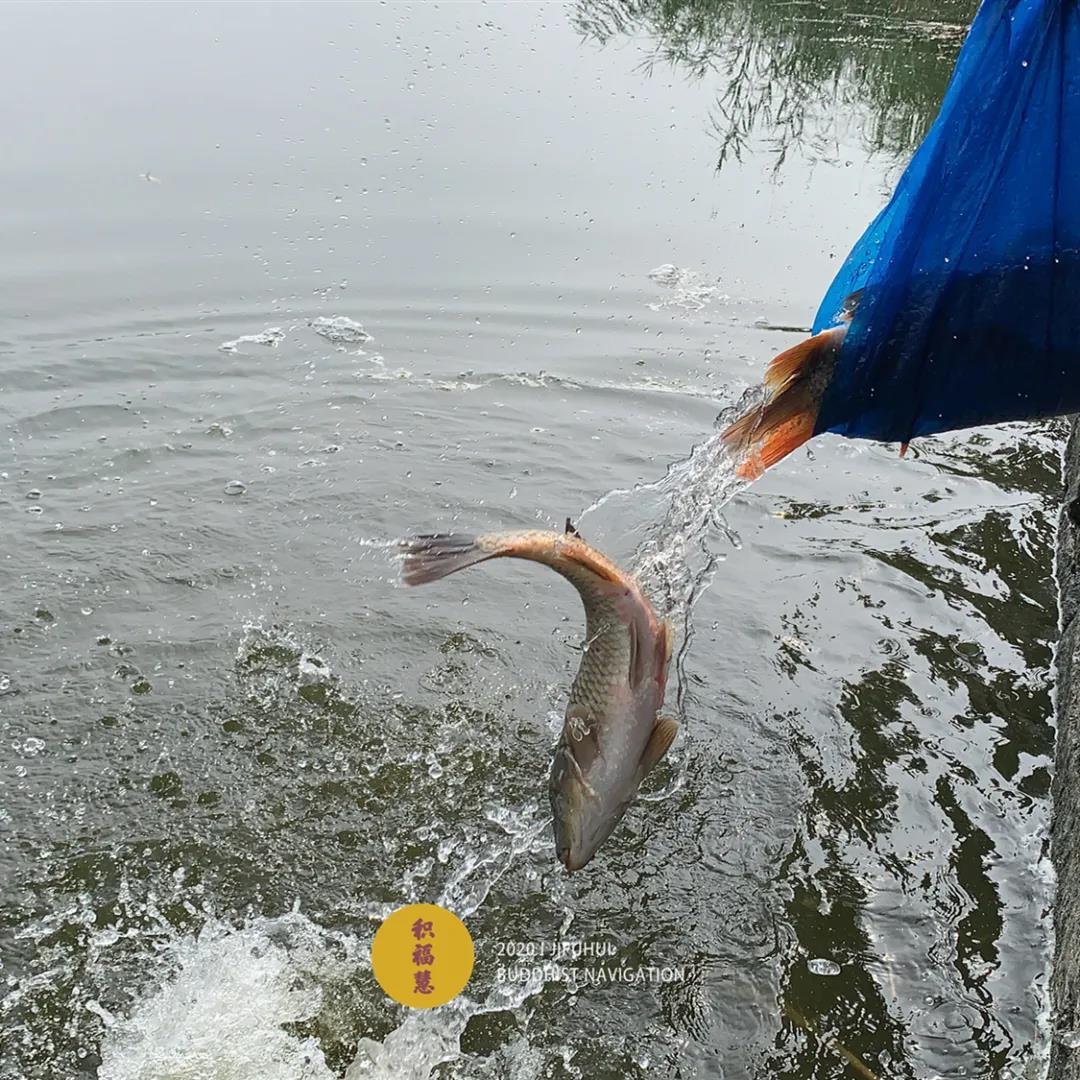 关于放生的种种疑问都在这里! 关于放生的种种疑问都在这里!