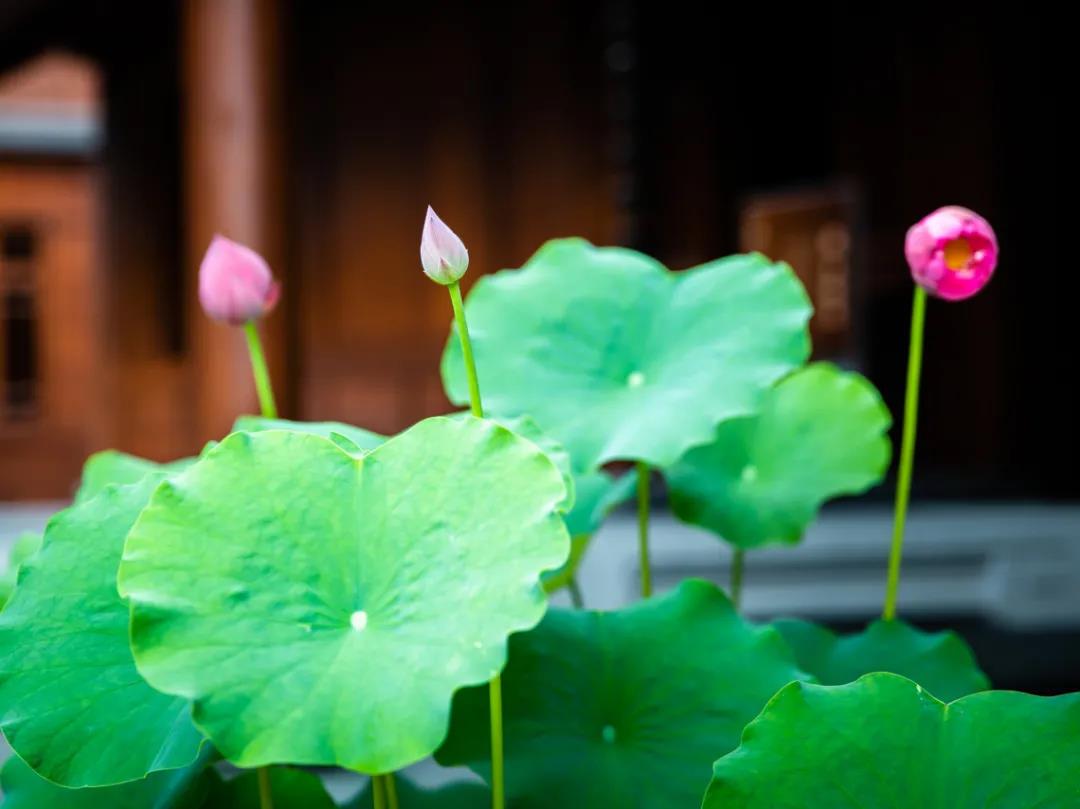 ��Ը��𣬶���һ������Ϊ�����ţ�