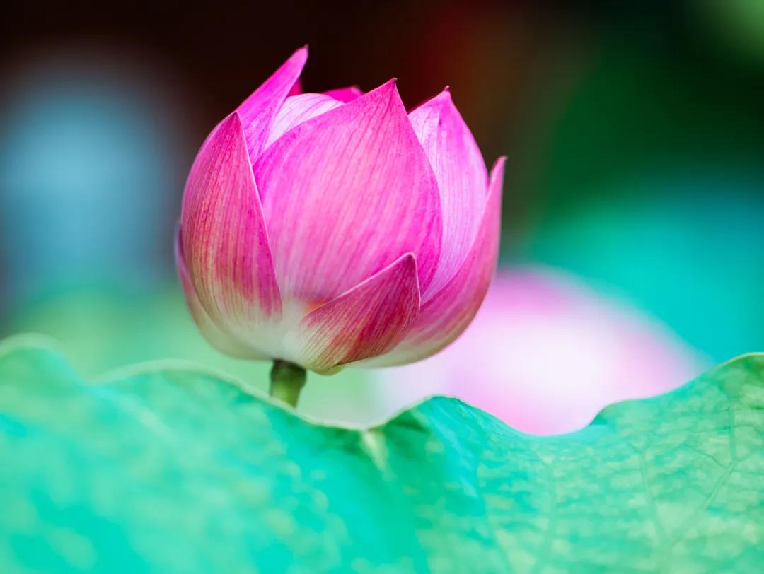 ��Ը��𣬶���һ������Ϊ�����ţ�