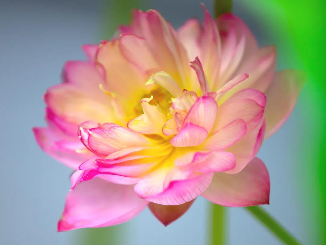 ��Ը��𣬶���һ������Ϊ�����ţ�