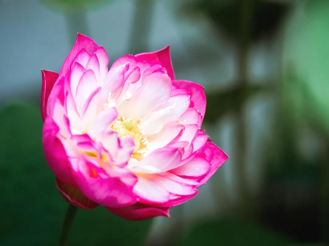 ��Ը��𣬶���һ������Ϊ�����ţ�