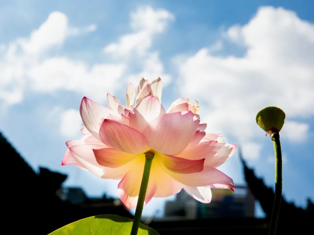 ��Ը��𣬶���һ������Ϊ�����ţ�