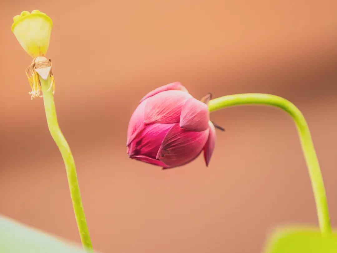 ��Ը��𣬶���һ������Ϊ�����ţ�