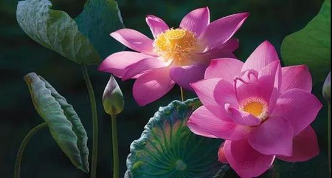 ����ǧ�����򣬲���һ����ħ