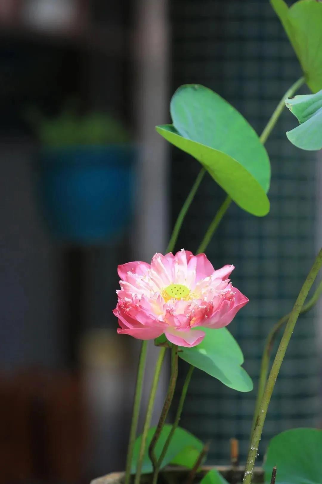 人之所以不得自在,多数是因为得失之心 人之所以不得自在,多数是因为得失之心