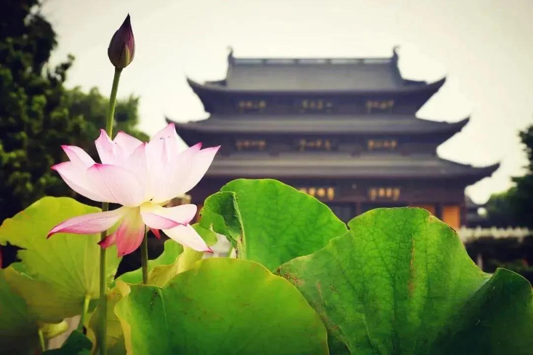 Ī��С�ƣ���Ϊ�޸���ˮ����΢����ӯ����