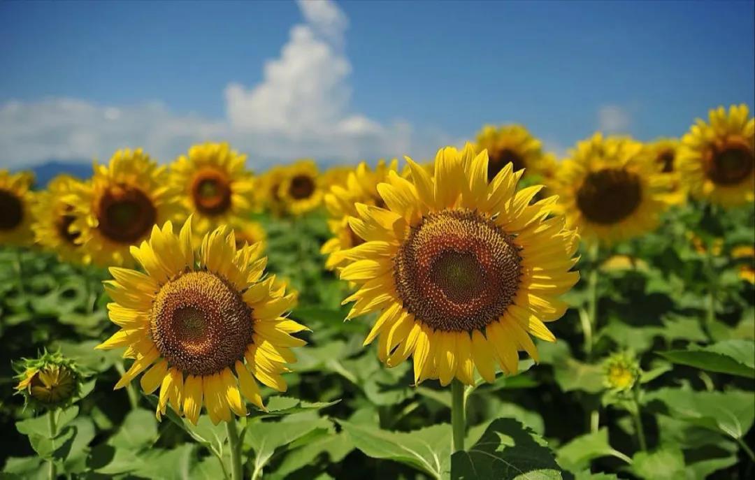 ���ޣ�����չ�����