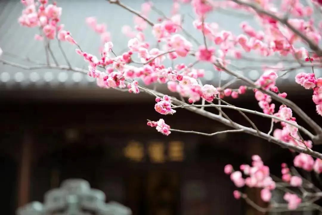 �ĵ��ǵ�����