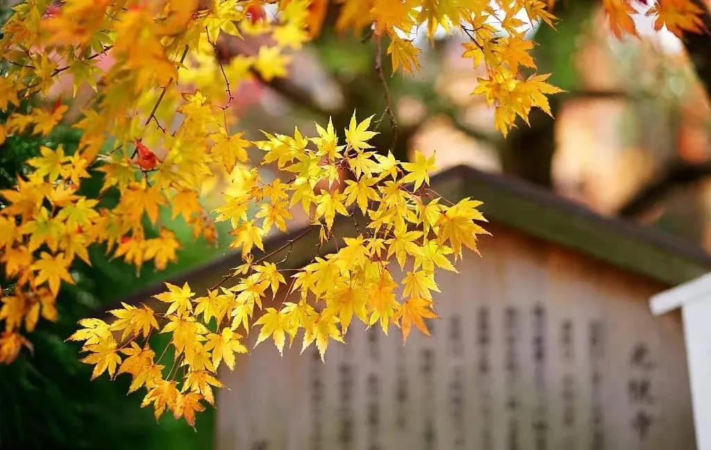 慈悲待人,智慧做事 慈悲待人,智慧做事