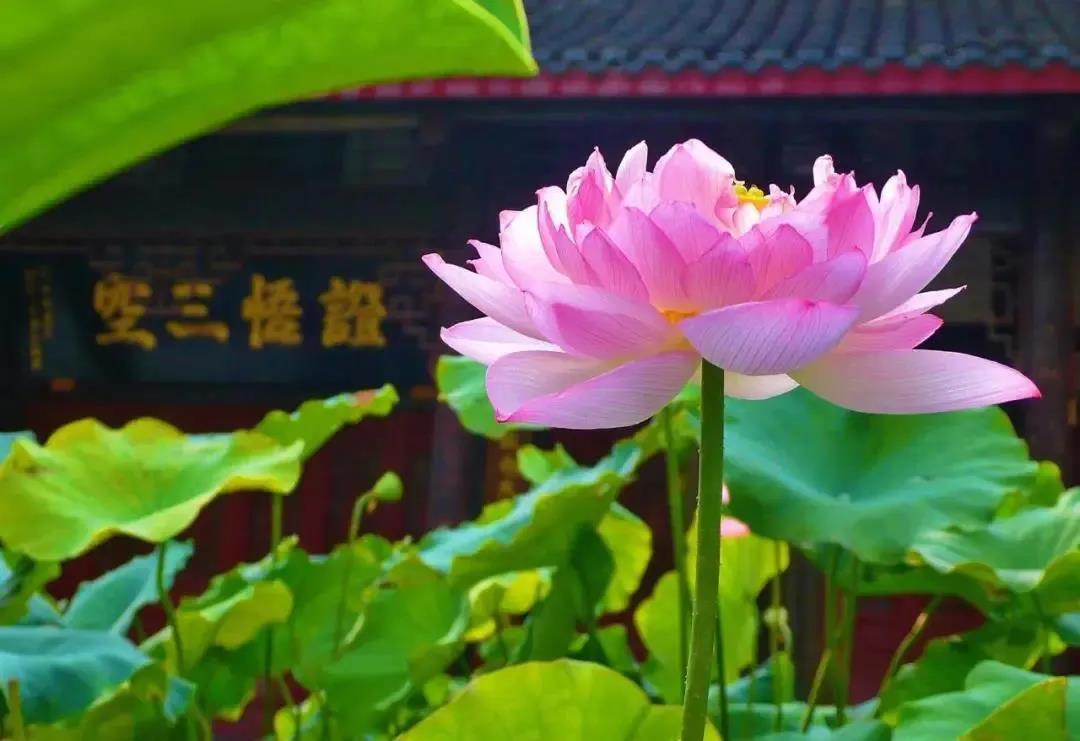 得与失_,你还在意吗? 得与失_,你还在意吗?