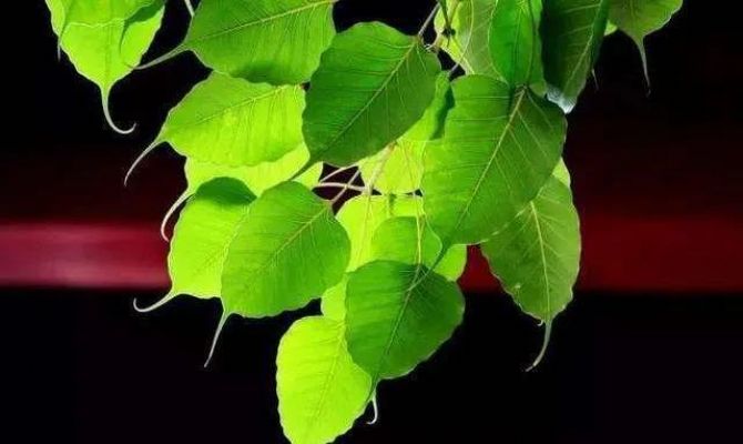 念佛悠悠泛泛,很难真正相应,到底是什么原因? 念佛悠悠泛泛,很难真正相应,到底是什么原因?