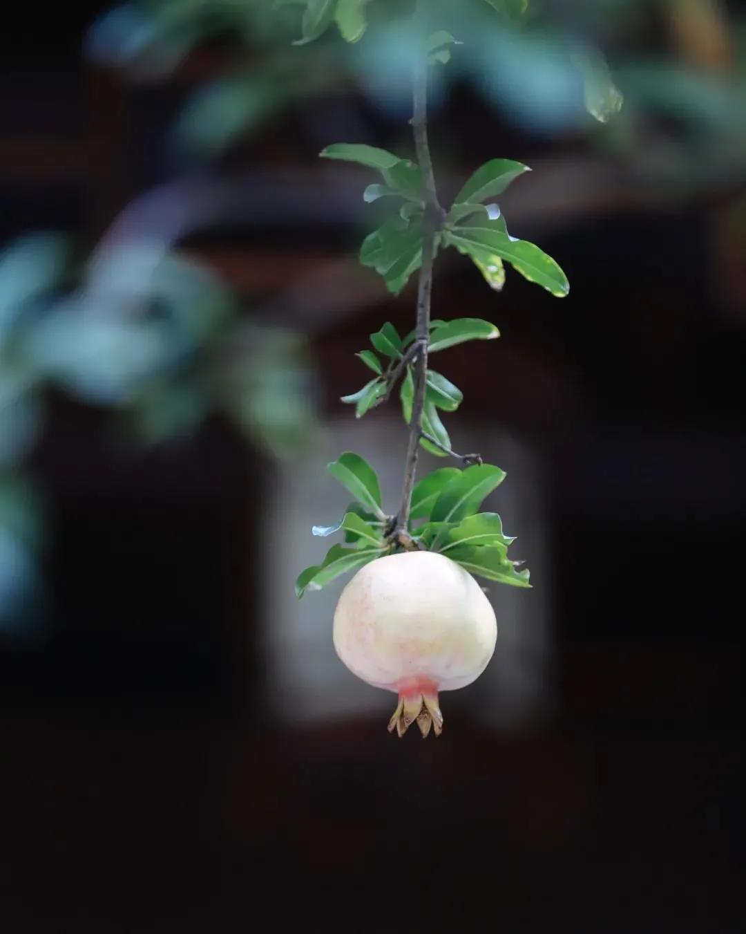 ���Т˳��ĸ��