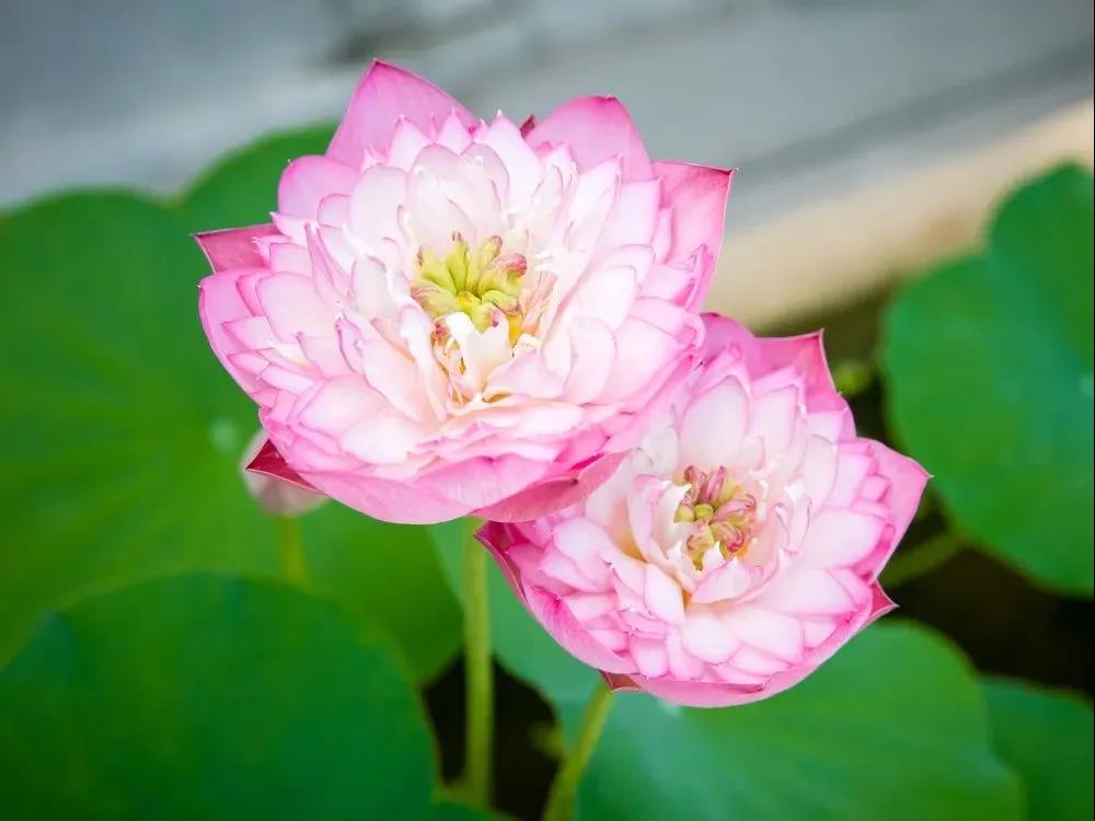 明明白白一条路,走不走? 明明白白一条路,走不走?