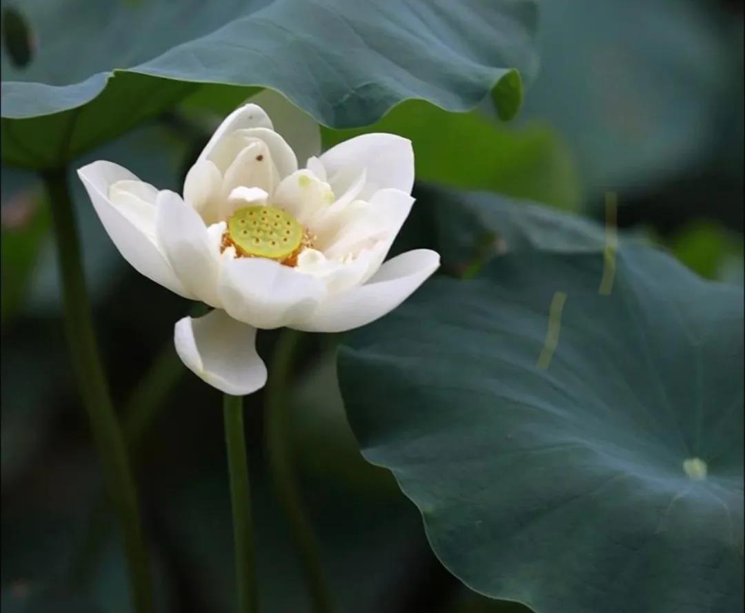 ��ĸδ����֮ǰ��˭���ң�