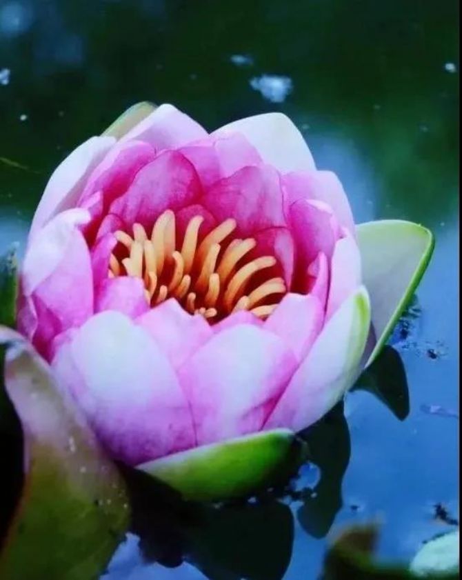 ���ľ�������������ڼҾ�ʿ�ں쳾���еİ���