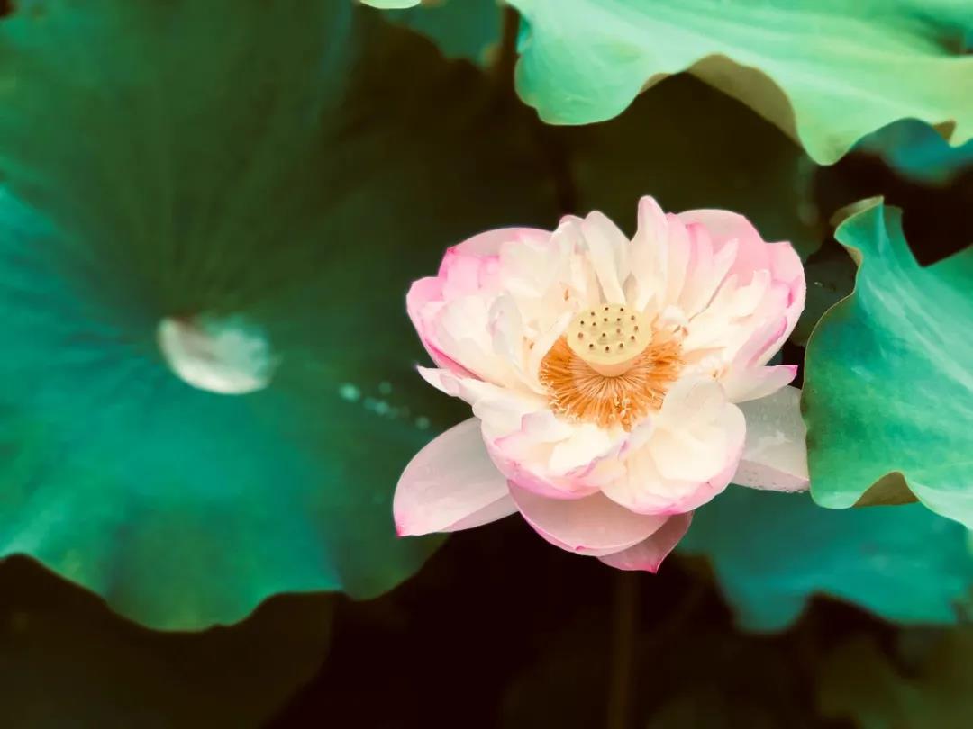 ���ʹ��Ⱦ���ı���徻��ʹ�޳յ��ı���ǻ�