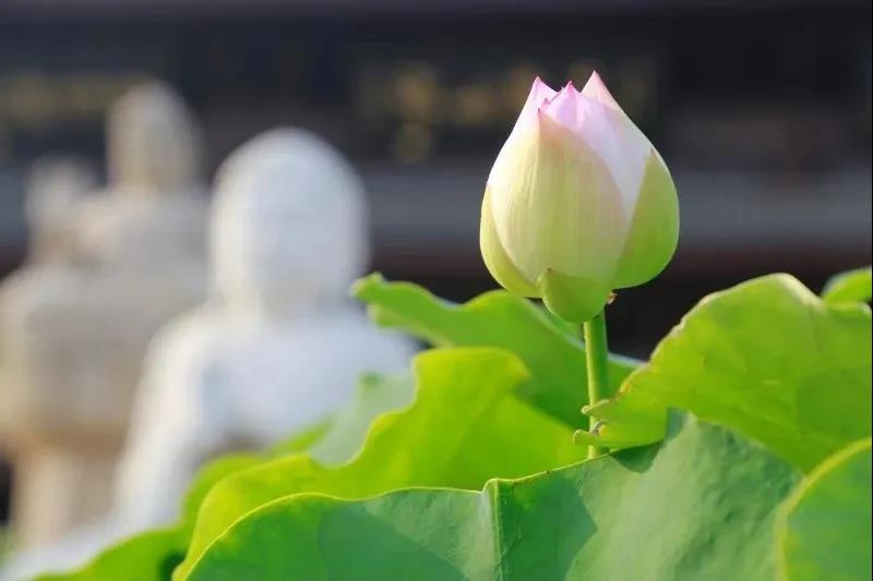 �޳յ�ɹ��������γɳ�Ϊһ����ɮ�ģ�