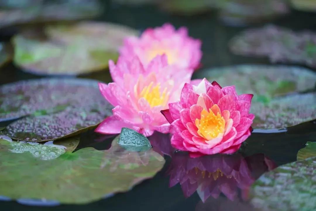 愿将娑婆三千界,尽种西方九品莲 愿将娑婆三千界,尽种西方九品莲