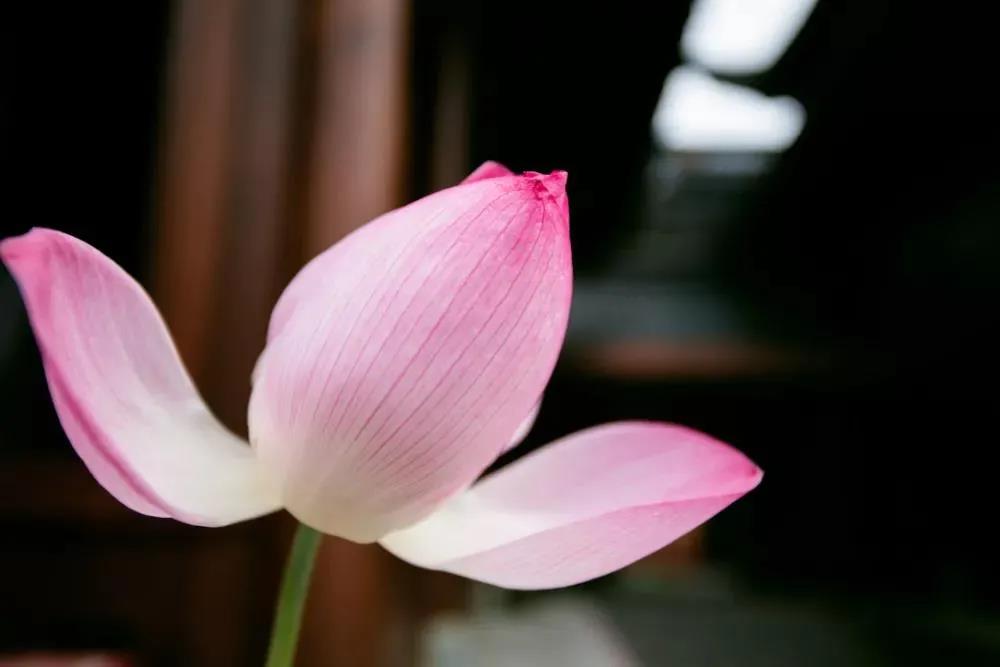 ������һ�־���������һ�����ò���