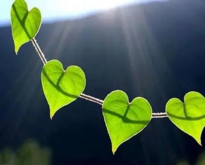 幸福的真正原理——舍我利他 幸福的真正原理——舍我利他