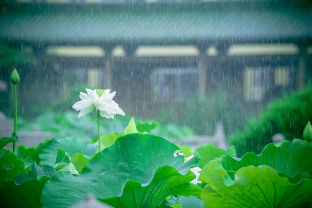 念佛贵在调心,不在念多,念少 念佛贵在调心,不在念多,念少