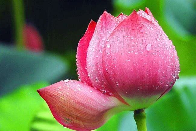 不离佛号,老实念佛 不离佛号,老实念佛