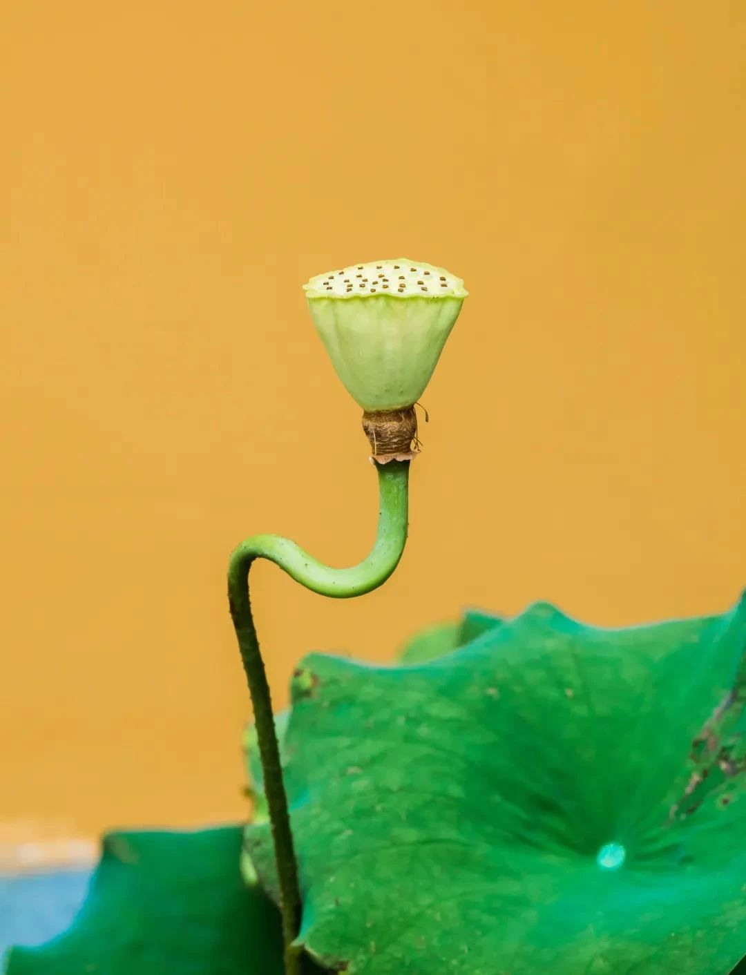 散心称名,亦除罪否? 散心称名,亦除罪否?