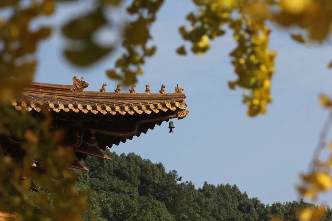 ��ζС���£������Գ�