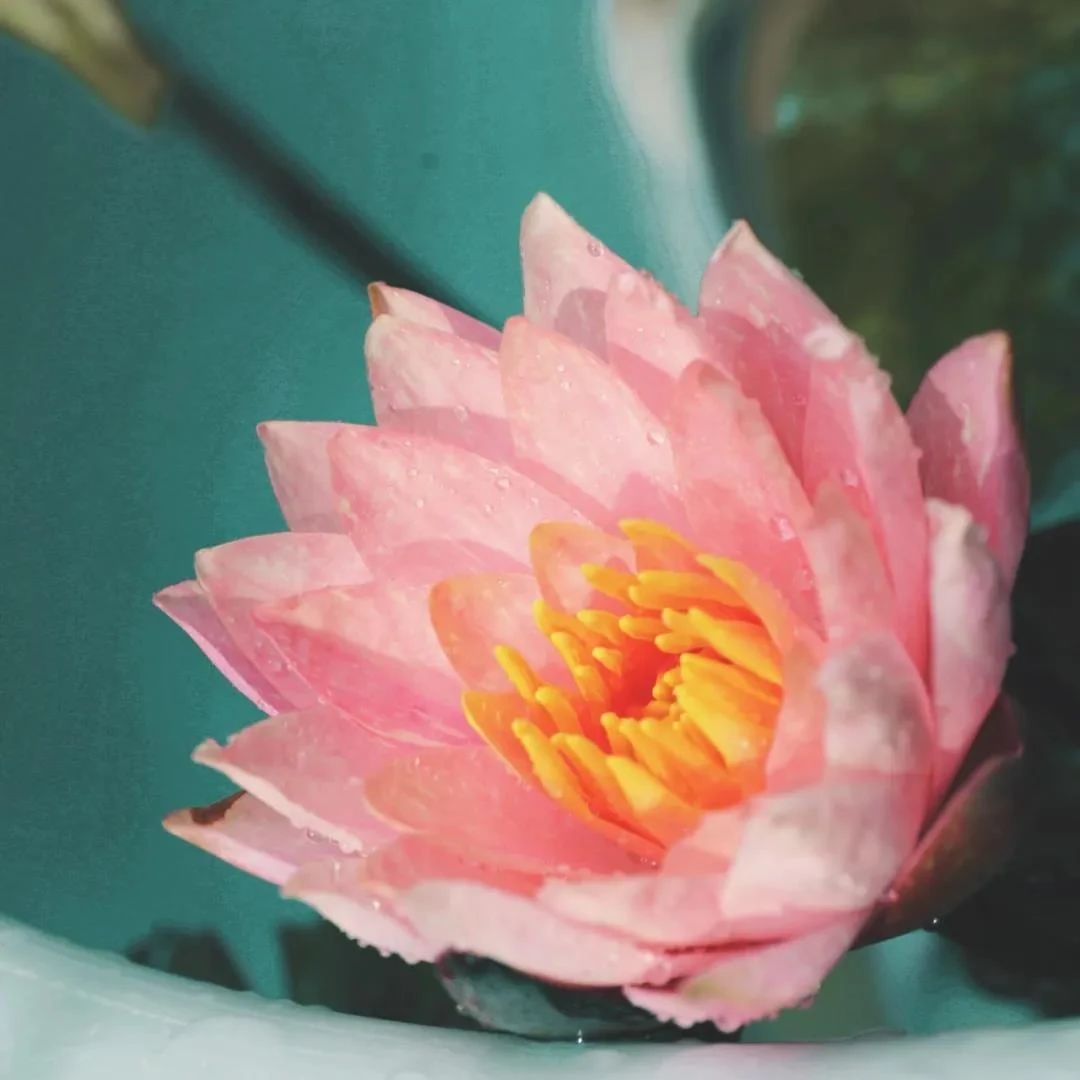 ��ͥ����Ϊ����̫ƽ֮����