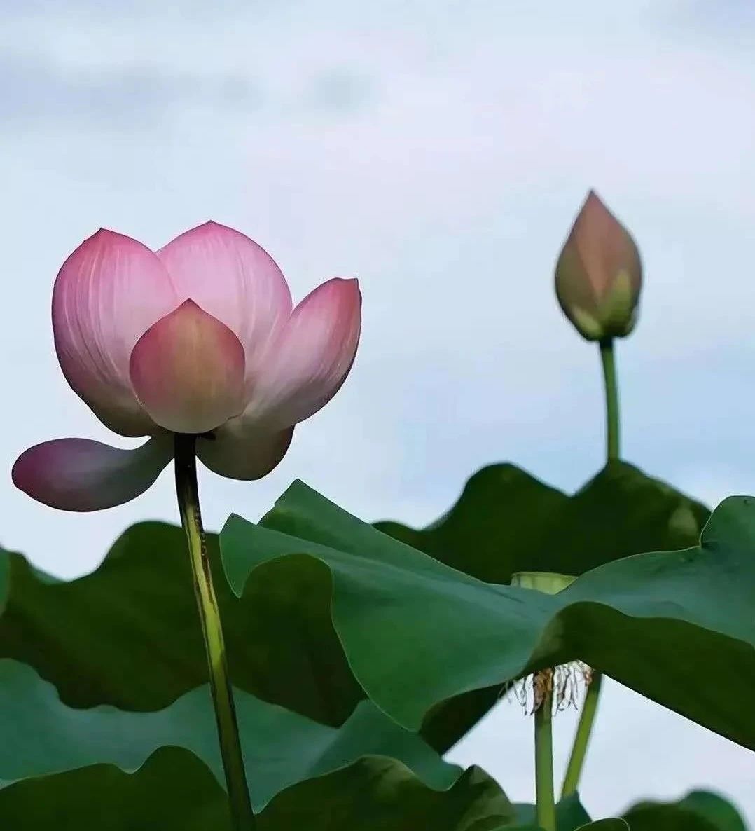 学佛跟生活脱节,真的很累(读完受益匪浅) 学佛跟生活脱节,真的很累(读完受益匪浅)