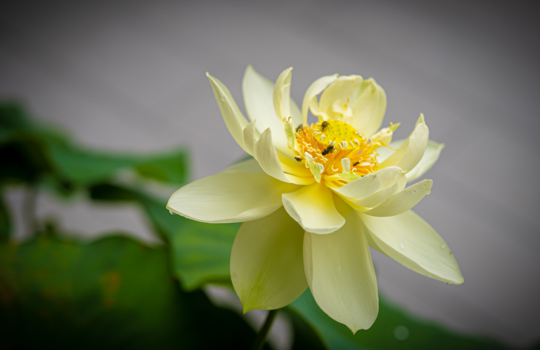 �ƺ�Ϊ�ţ��ƺ�ΪԸ��