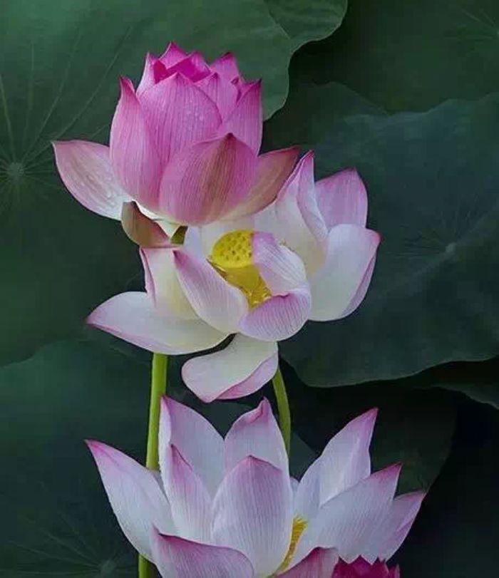 不眷恋世间,也不逃避现实 不眷恋世间,也不逃避现实